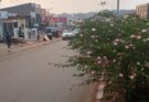 Ville de Bafoussam : des arbustes accidentogènes sur des terre- pleins.